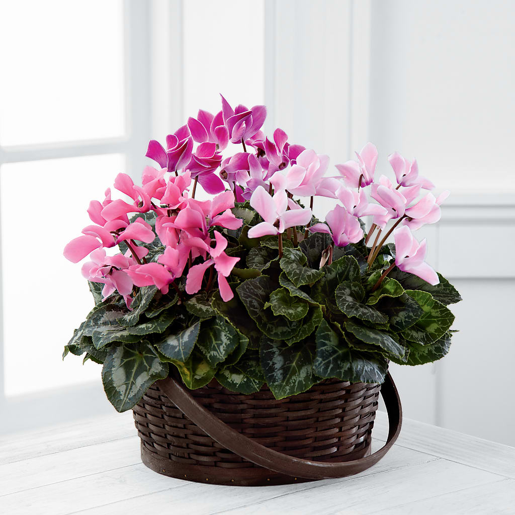 Mixed Cyclamen Planter – KATHY'S FLOWERS, Adair OK