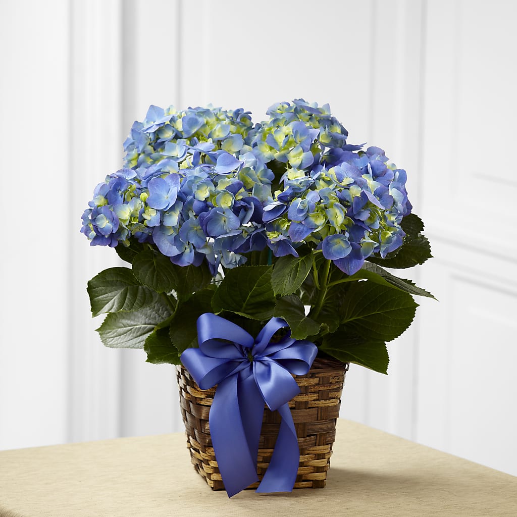 Blue Hydrangea Planter – KATHY'S FLOWERS, Adair OK