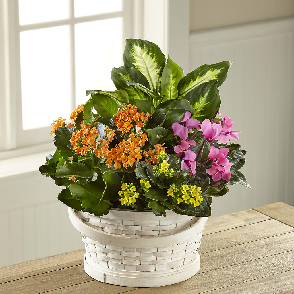 Color Crush Dishgarden – KATHY'S FLOWERS, Adair OK