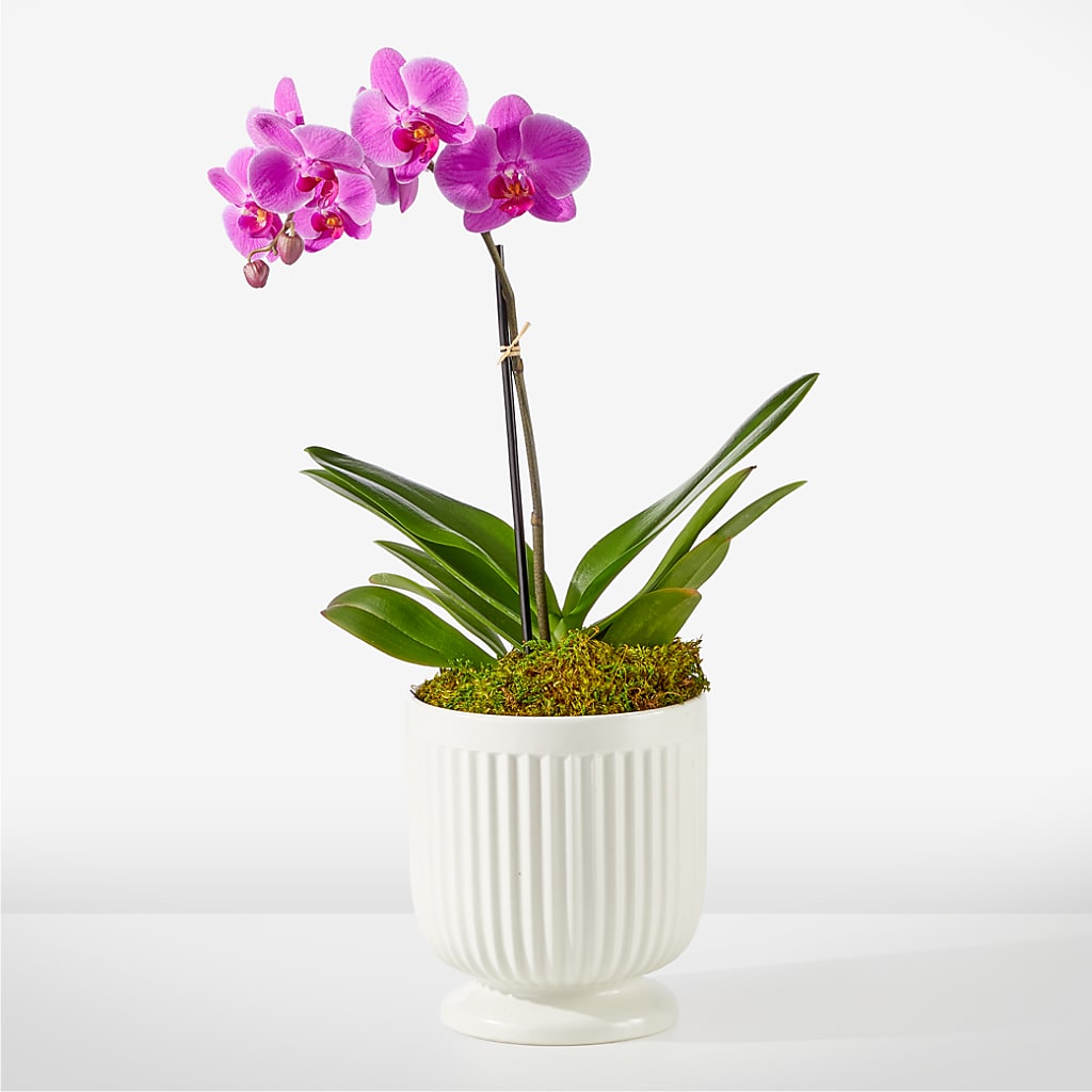 Friendly Fuchsia Orchid – KATHY'S FLOWERS, Adair OK