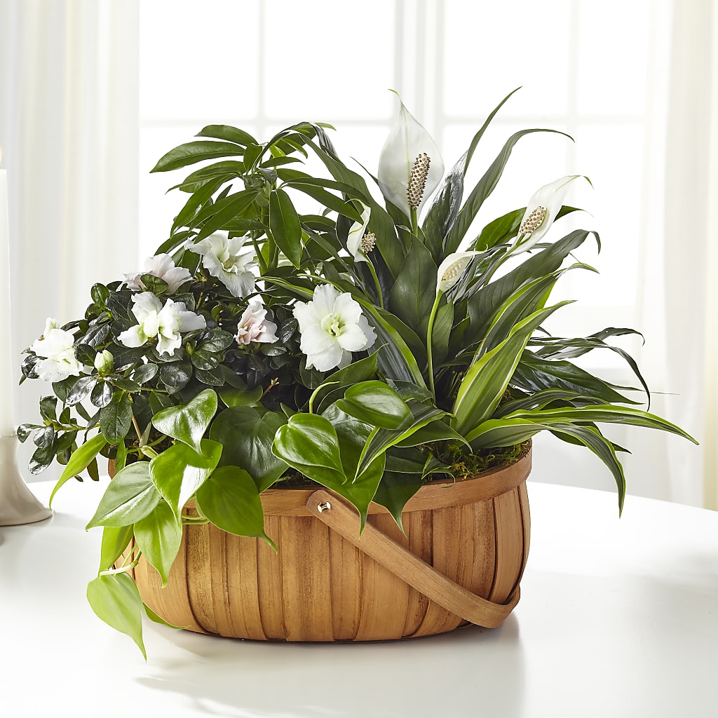 Serene Dishgarden – KATHY'S FLOWERS, Adair OK