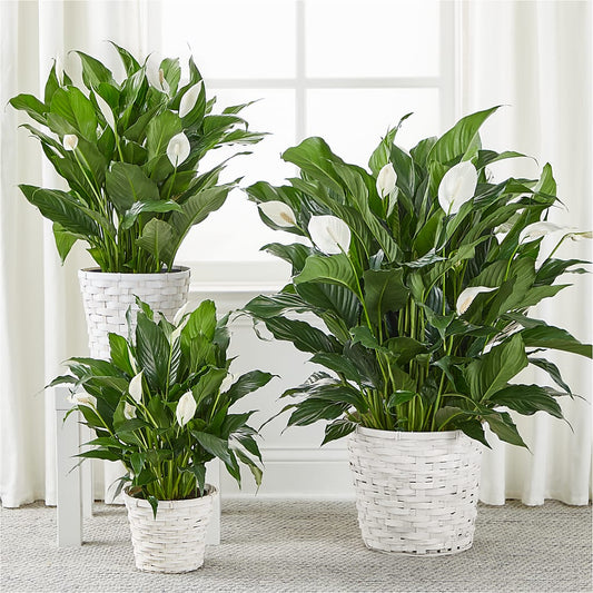 A New Leaf Peace Lily – KATHY'S FLOWERS, Adair OK