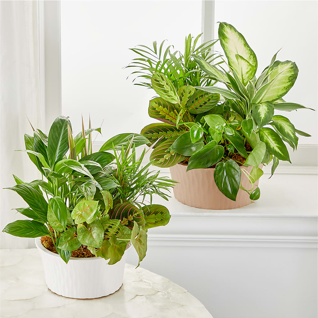 Balance & Harmony Dishgarden – KATHY'S FLOWERS, Adair OK