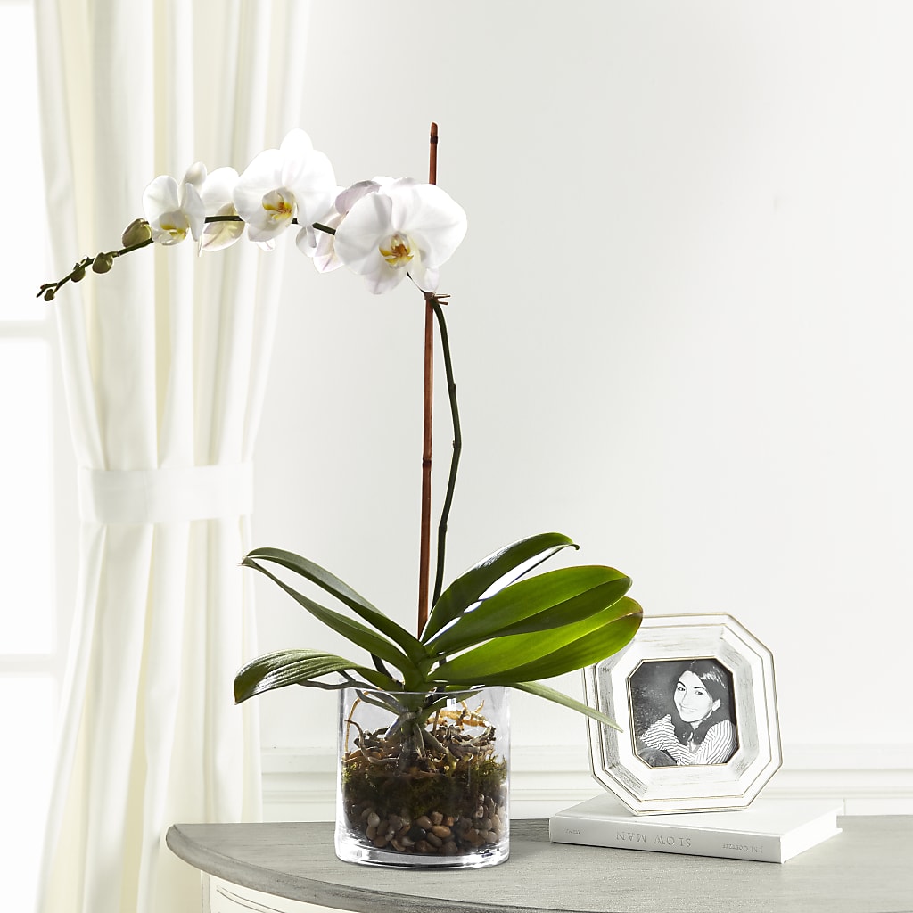 White Orchid Planter – KATHY'S FLOWERS, Adair OK