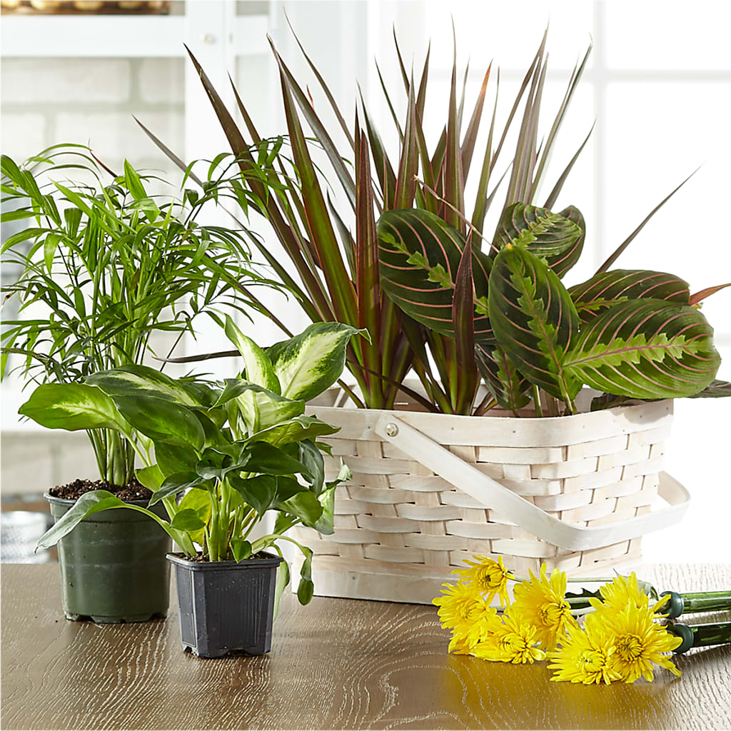 Florist Designed Blooming and Green Plants in a Basket – KATHY'S FLOWERS, Adair OK