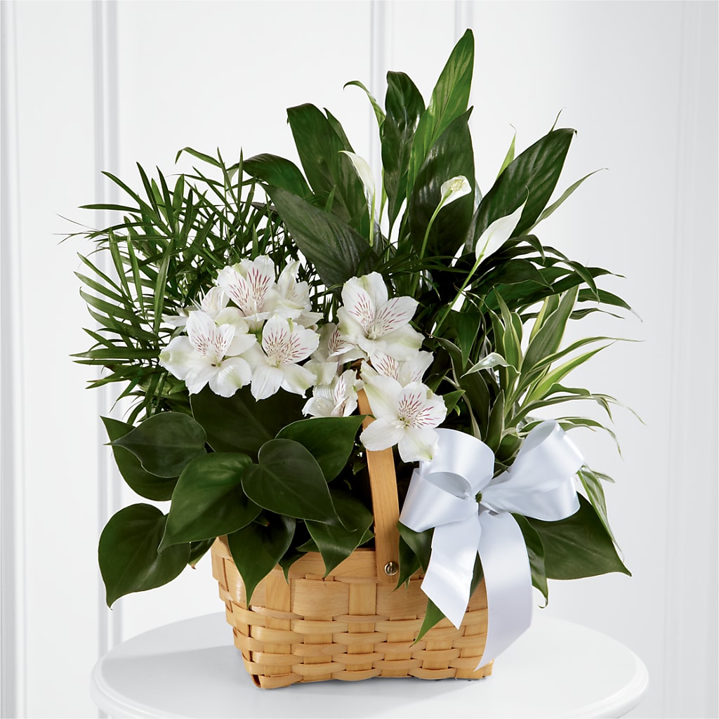 Peace & Serenity Dishgarden – KATHY'S FLOWERS, Adair OK