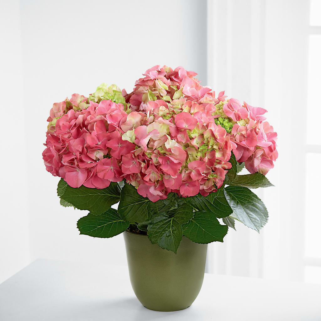 Pink Hydrangea Planter – KATHY'S FLOWERS, Adair OK
