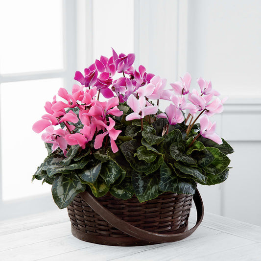 Mixed Cyclamen Planter – KATHY'S FLOWERS, Adair OK
