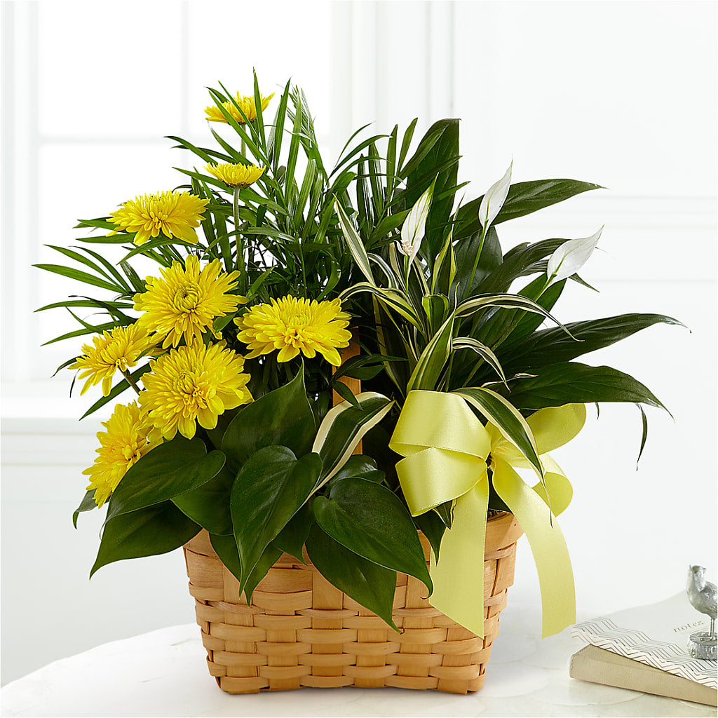 Loving Light Dishgarden – KATHY'S FLOWERS, Adair OK