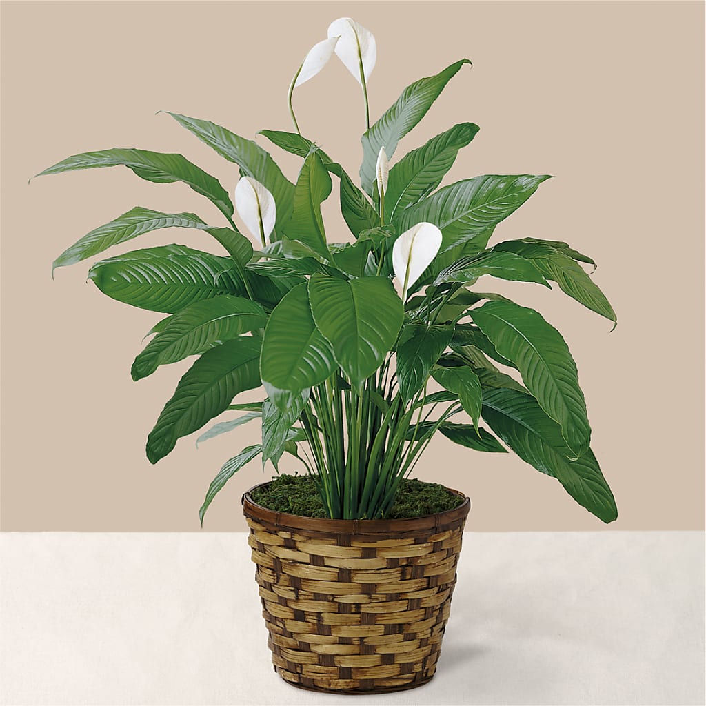 Tranquil Moments Peace Lily Plant – KATHY'S FLOWERS, Adair OK