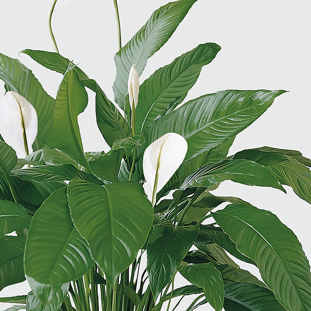 Tranquil Moments Peace Lily Plant – KATHY'S FLOWERS, Adair OK