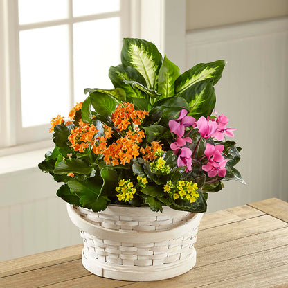 Color Crush Dishgarden – KATHY'S FLOWERS, Adair OK