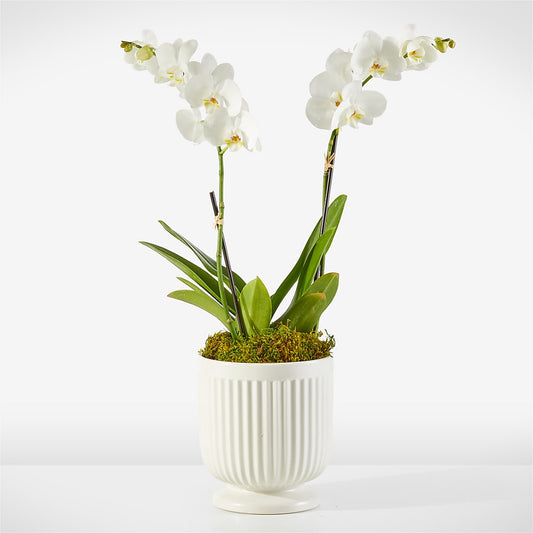 Whispering White Orchid – KATHY'S FLOWERS, Adair OK