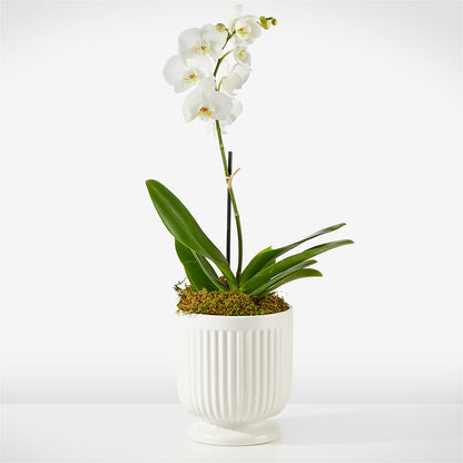 Whispering White Orchid – KATHY'S FLOWERS, Adair OK