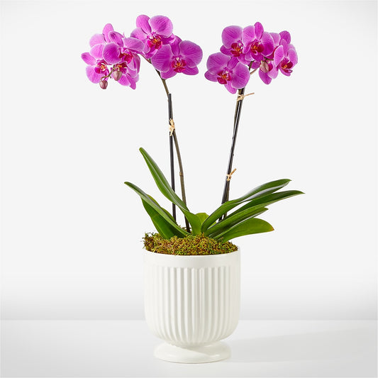 Friendly Fuchsia Orchid – KATHY'S FLOWERS, Adair OK