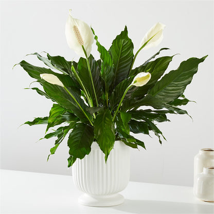 Comfort Planter – KATHY'S FLOWERS, Adair OK