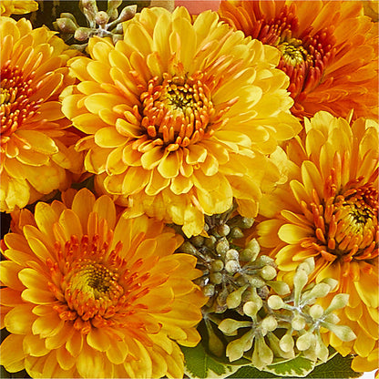 Peachy Pumpkin – KATHY'S FLOWERS, Adair OK