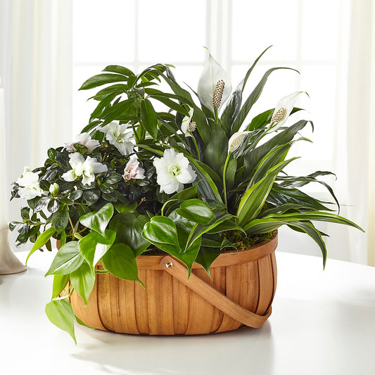 Serene Dishgarden – KATHY'S FLOWERS, Adair OK