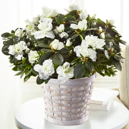 White Azalea Plant – KATHY'S FLOWERS, Adair OK