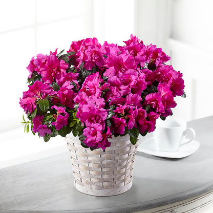 Hope & Serenity Azalea Plant – KATHY'S FLOWERS, Adair OK