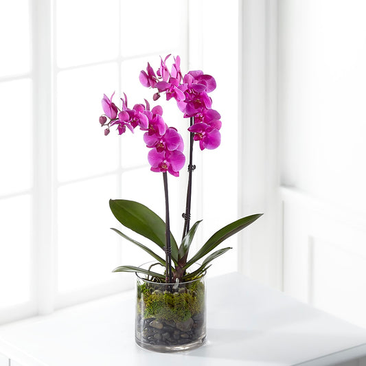 Pink Orchid Plant – KATHY'S FLOWERS, Adair OK