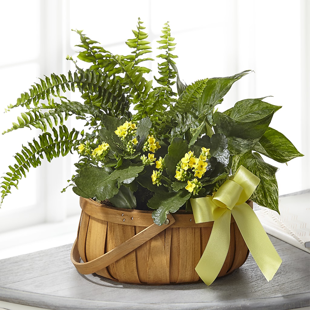 Always Dear Dishgarden – KATHY'S FLOWERS, Adair OK