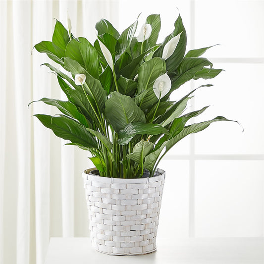 A New Leaf Peace Lily – KATHY'S FLOWERS, Adair OK