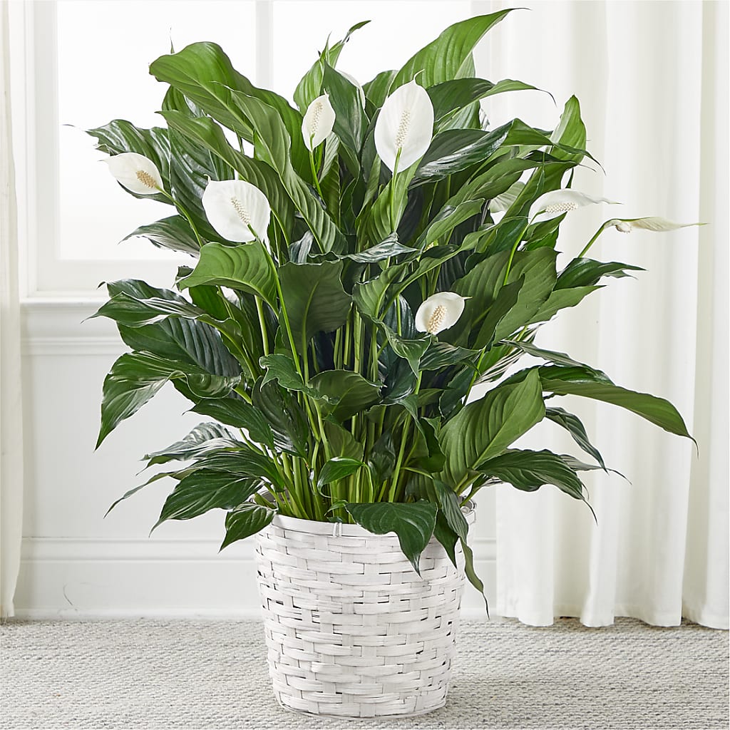 A New Leaf Peace Lily – KATHY'S FLOWERS, Adair OK