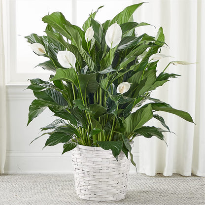 A New Leaf Peace Lily – KATHY'S FLOWERS, Adair OK