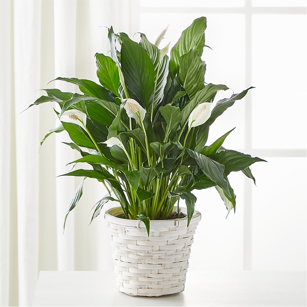 A New Leaf Peace Lily – KATHY'S FLOWERS, Adair OK