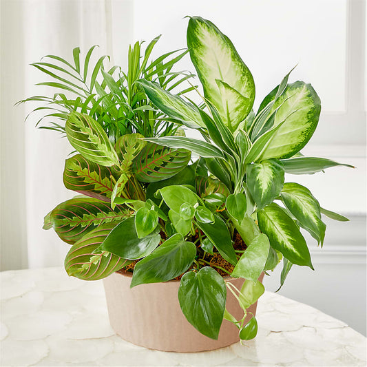 Balance & Harmony Dishgarden – KATHY'S FLOWERS, Adair OK