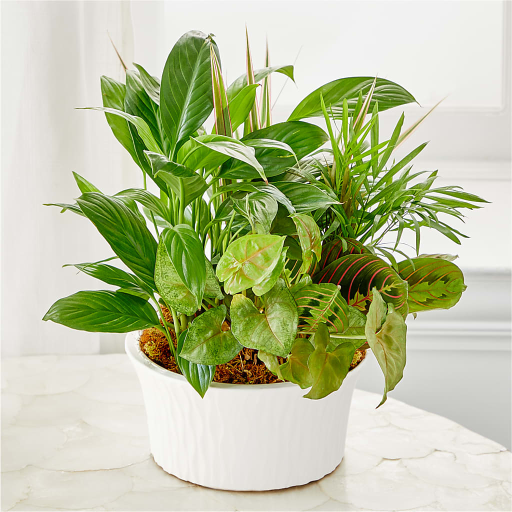 Balance & Harmony Dishgarden – KATHY'S FLOWERS, Adair OK