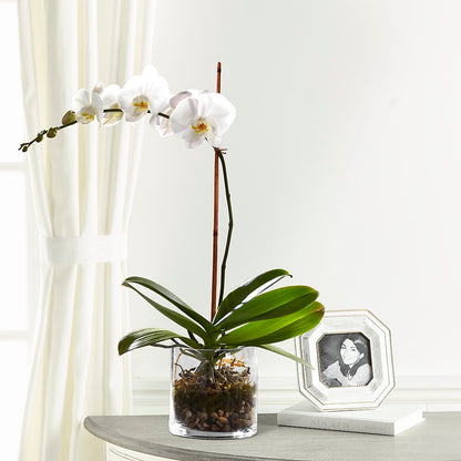 White Orchid Planter – KATHY'S FLOWERS, Adair OK