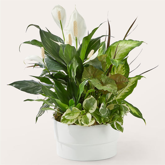 Radiating Positivity Dishgarden – KATHY'S FLOWERS, Adair OK